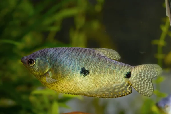 Yetişkin Benekli Gourami Popüler Süs Balığı Pazarında Satışta Olan Yüksek — Stok fotoğraf