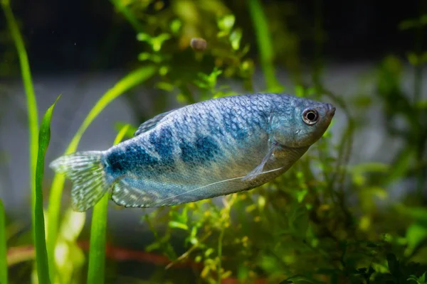 Healthy Adult Three Spot Gourami Popular Ornamental Fish High Quality Stockbild