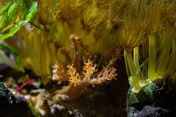 small twig of Kenya tree coral, big parazoanthus colony, yellow crust sea anemone polyps in strong current, healthy animals in nano reef marine aquarium, popular pet in LED actinic blue low light