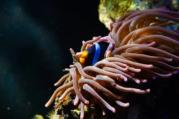 Beliebte Spezies Clark Anemonenfische Verstecken Sich Blasenspitze Anemone Tier Bewegt — Stockfoto