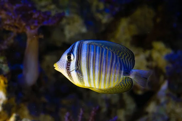 Desjardin Sailfin Tang Swim Live Rock Reef Marine Aquarium Design — Foto de Stock