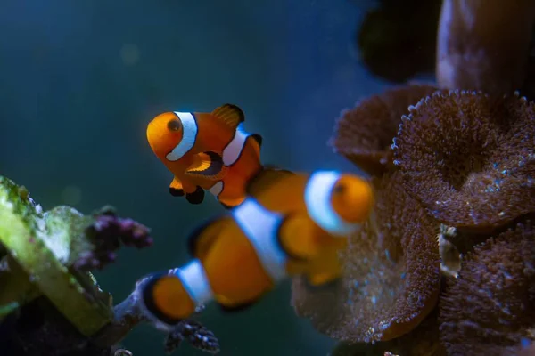 Pair Young Ocellaris Clownfish Healthy Active Animal Nano Reef Marine — Stockfoto