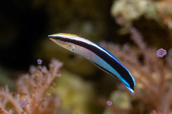 Popular Species Bluestreak Cleaner Wrasse Coral Reef Blur Background Useful — Fotografia de Stock