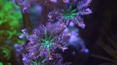 rainbow clove soft coral heads in actinic LED light rest tentacles in no current, healthy animal in nano reef marine aquarium, demanding species require experience aquarist, macro glass refraction