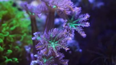rainbow clove soft coral animal heads in actinic LED light move tentacles in circular current, nano reef marine aquarium, demanding species, light and shadow play, macro glass refraction effect