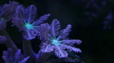 colony of rainbow clove soft coral move tentacles in strong circular current, light and shadow play under actinic LED low light, nano reef marine aquarium, hardy species, macro glass refraction effect