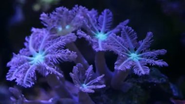 rainbow clove soft coral colony heads move tentacles in circular current, actinic LED light nano reef marine aquarium, demanding species, light and shadow play, macro glass refraction effect