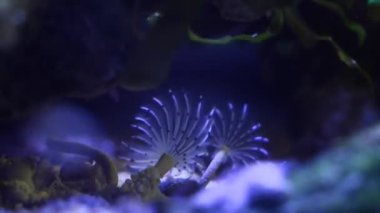 feather duster worm move tentacles and hunt for plankton food in circular current, popular and demanding pet live on bottom of nano reef marine aquarium, actinic LED low light, macro glass refraction