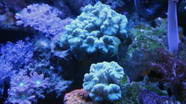 trumpet coral colony, organism frags move in powerful circular current of nano reef marine aquarium, popular, demanding species pet in beautiful live rock ecosystem, healthy in actinic LED blue light