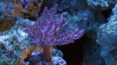 popular Kenya tree coral polyp grow in strong current, healthy and active animal in nano reef marine aquarium, popular pet in LED actinic blue low light, shadow play, beautiful live rock ecosystem