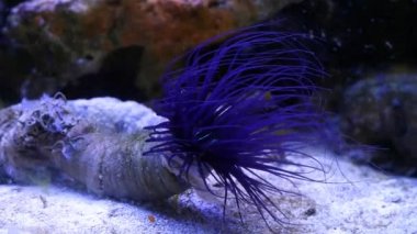 tube dwelling anemone move big blue tentacles to hunt for plankton food, macro movie of healthy popular pet live in actinic LED light, nano reef marine ecosystem in pet shop, shallow depth of field