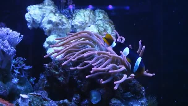 Clark Anemonefish Live Symbiosis Bubble Tip Anemone Animal Move Tentacles — Stok Video