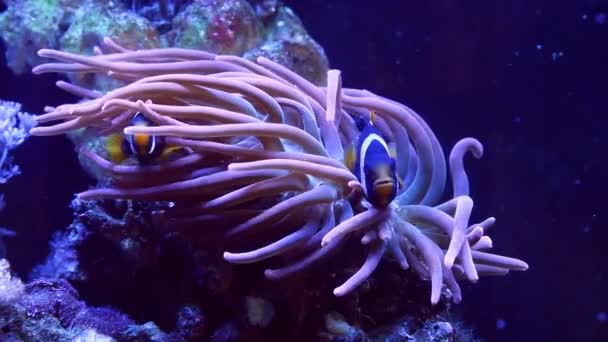 Clark Anemonefish Live Bubble Tip Anemone Animal Move Tentacles Hunt — Stock video