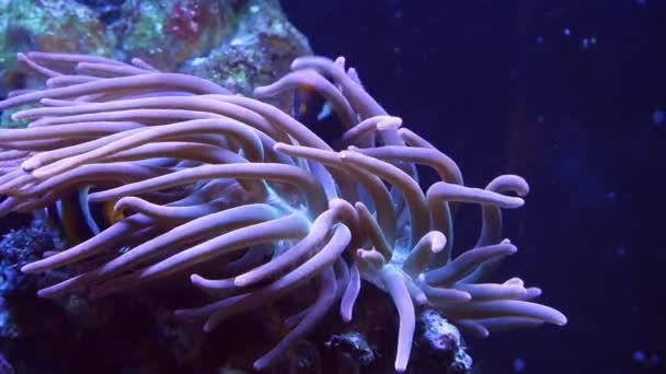 Clark Anemonefish Enjoy Symbiosis Bubble Tip Anemone Animal Move Tentacles — Stock Video