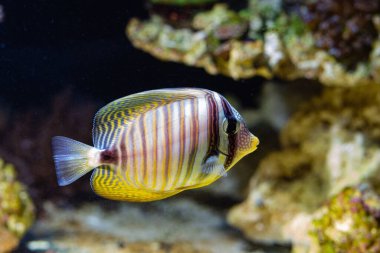 Red Sea sailfin tang, afraid swim away from camera to blur live rock background in reef marine aquarium, tender species require experienced aquarist care, popular pet in LED actinic blue low light