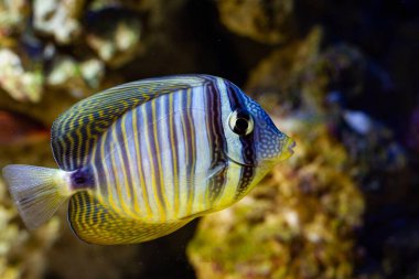 Red Sea sailfin tang swim in blurred live rock reef marine aquarium, tender species for experienced aquarist require care, curious popular pet shine in LED actinic blue low light, dark background