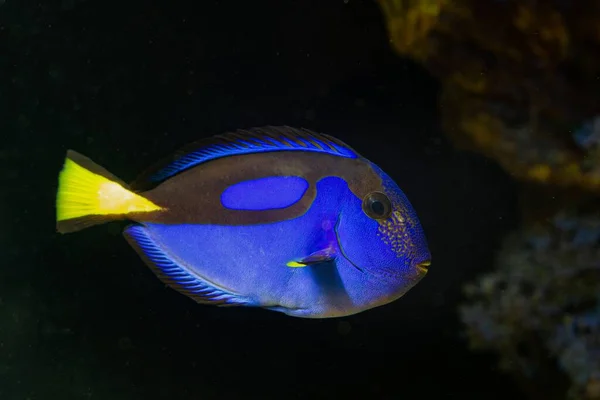 neon glowing royal blue tang swim at front glass, show natural behaviour in coral reef marine aquarium, popular pet need experienced aquarist care, LED actinic blue low light, blurred background