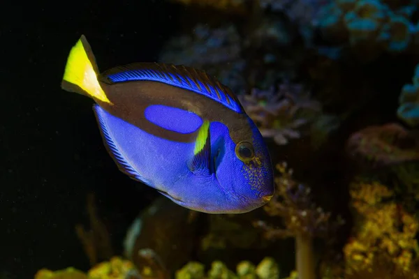 neon glowing royal blue tang swim at live rock and show natural behaviour in coral reef marine aquarium, popular pet need experienced aquarist care, LED actinic blue low light, blurred background