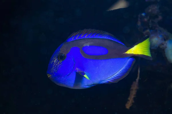 royal blue tang side view swim and show natural behaviour in coral reef marine aquarium, neon glowing blue popular pet need experienced aquarist care, LED actinic blue low light, blurred background