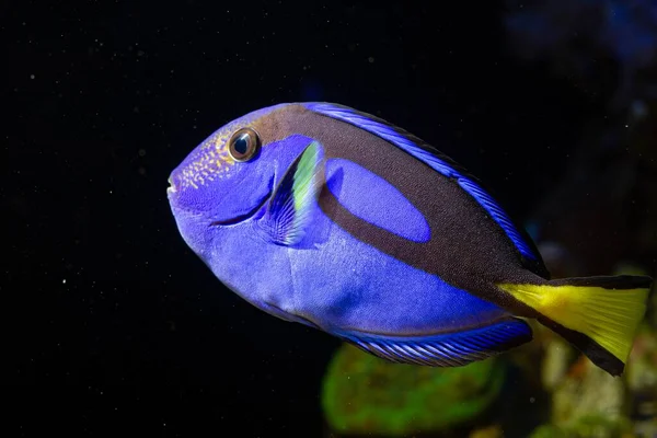 royal blue tang swim and show natural behaviour in coral reef marine aquarium, popular pet require experience, neon glowing blue and yellow scales shine in LED actinic low light, blurred background