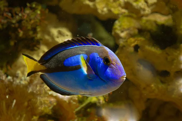 Royal Blue Tang Yellow Tail Swim Front Glass Show Natural — Stockfoto