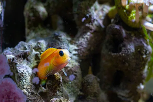 Midas Blenny Hide Cave Live Rock Stone Orange Coloration Hardy — Fotografia de Stock