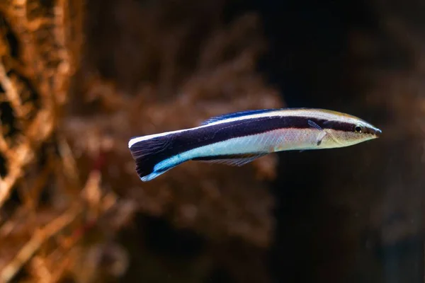 Bluestreak Cleaner Wrasse Side View Useful Fish Clean Other Animals — 图库照片