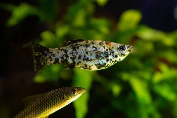 Common Molly Adult Female White Black Orange Artificial Breed Popular Stockfoto