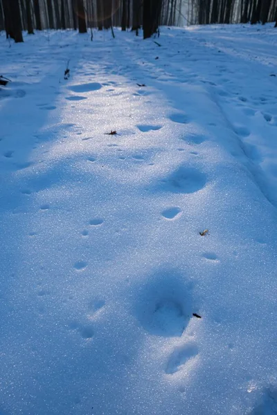 Last Sun Ray Late Sunset Forest Covered Old Snow Holes —  Fotos de Stock