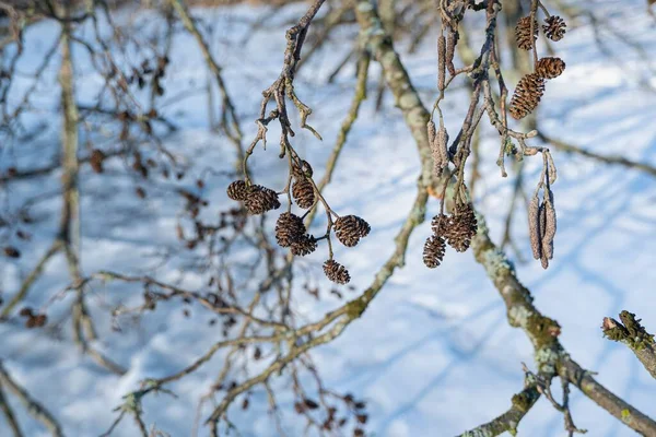 Tree Branch Black Alder Seed Cones Catkins Bare Twig Winter — Stock Photo, Image