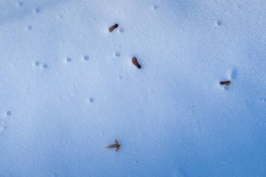 dry acer ceeds on fresh clean snow, winter forest on sun dawn, flatlay and deep shadows, outdoor active hobby for green tourism, nature exploration and simplicity concept, abstract background