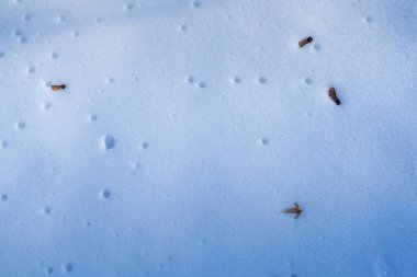 dry acer ceeds cover fresh clean snow, winter forest on sun dawn, flatlay and deep shadows, outdoor active green tourism hobby, earth fertility and nature simplicity concept, abstract background