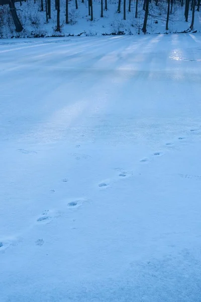 Animal Trace Path Uneven Snow Surface Frozen Lake Winter Forest —  Fotos de Stock