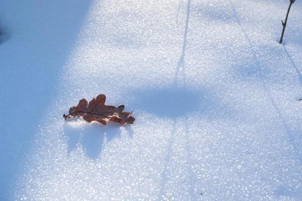 Dry Dead Oak Leaf Lie Fresh Clean Snow Winter Forest — 图库照片