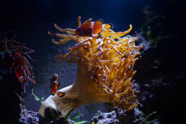 Canlı kaya taşları üzerinde büyük balon ucu şakayıkları akış dokunaçlarını hareket ettirir ve LED aktinik mavi arka planda palyaçolar, nano resif deniz akvaryumundaki balıkları koruyan hayvanlar, bulanık arkaplan