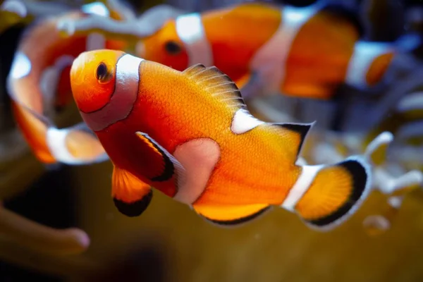 Giovani Ocellaris Clownfish Giocano Punta Bolla Anemone Animale Roccia Viva — Foto Stock