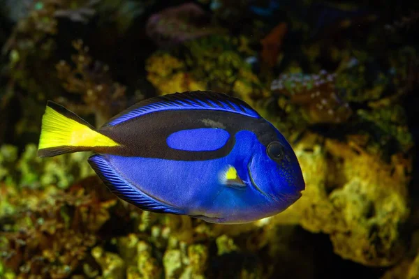 juvenile royal blue tang swim and show natural behaviour in coral reef marine aquarium hardscape, popular pet require experience, neon glowing deep blue and yellow scales shine in LED actinic light