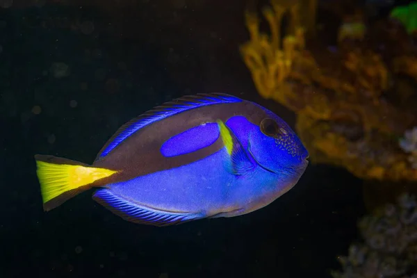 juvenile royal blue tang swim and show natural behaviour in coral reef marine aquarium, popular pet require experience, neon glowing deep blue and yellow scales shine in LED actinic low light