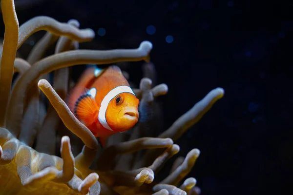 Juvenile Ocellaris Clownfish Hide Bubble Tip Anemone Tier Live Rock — Stockfoto