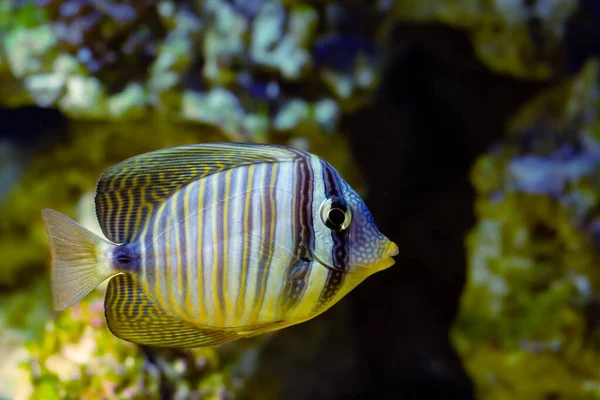 Red Sea Sailfin Tang Profiter Conception Aquarium Marin Récif Rocheux — Photo