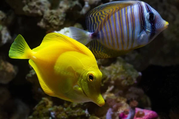 Jaune Tang Red Sea Voile Tang Coexistent Dans Conception Aquarium — Photo
