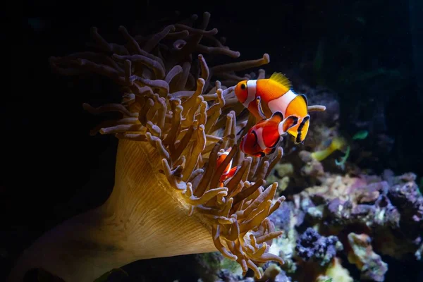 Grande Bolla Punta Anemone Pietra Viva Ospite Ocellaris Clownfish Spostare — Foto Stock