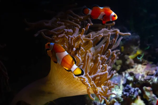 Enorme Punta Bolla Anemone Sulla Roccia Viva Spostare Tentacoli Flusso — Foto Stock