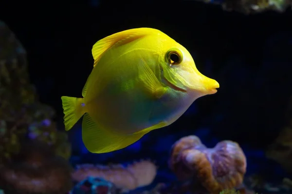 Жовтий Танг Білою Барною Стійкою Передньому Склі Рифовий Морський Акваріум — стокове фото