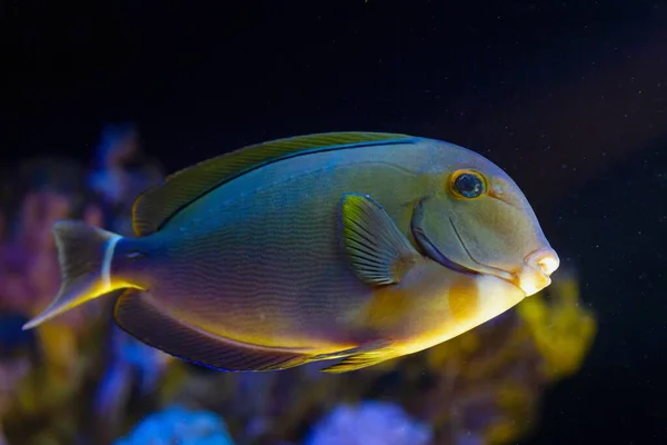 Молодий Чорний Хірург Видом Збоку Барбарису Морському Акваріумі Рифу Великі — стокове фото