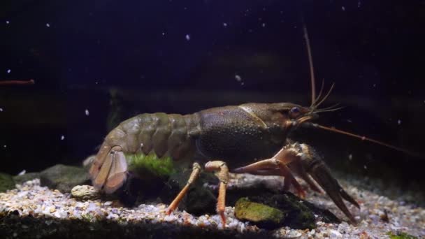 多瑙河小龙虾用爪子行走和探索沙石底部的设计 在种植的生物水族馆 野生捕获的驯化淡水物种 适应性强的动物中吃碎屑和海藻 — 图库视频影像