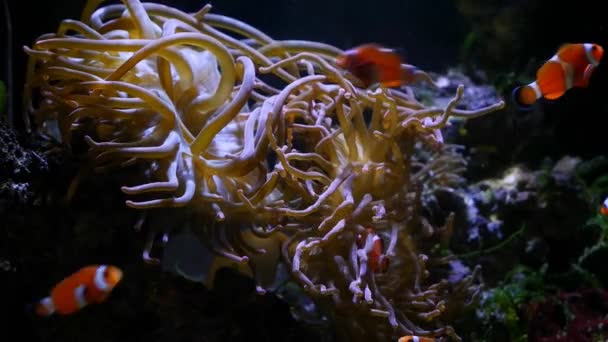 Ocellaris Clownfish Shoal Nadar Tentáculos Punta Burbuja Anémona Animal Diseño — Vídeo de stock