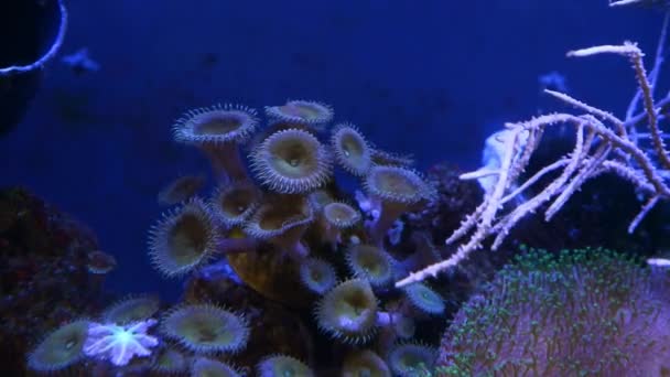 Verde Boca Luna Pólipo Colonia Coral Cuero Mueven Fuerte Corriente — Vídeo de stock