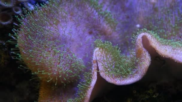 巨大な革サンゴは強い電流で緑の触手を移動し 溶存有機物を吸収します サンゴ礁海洋水族館の詳細 実用的な青色Led低光で人気のペット 厳しい種を維持するのは難しい — ストック動画