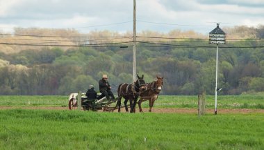 Amish Ailesi 'nin Tütün Tohumu Bakışı
